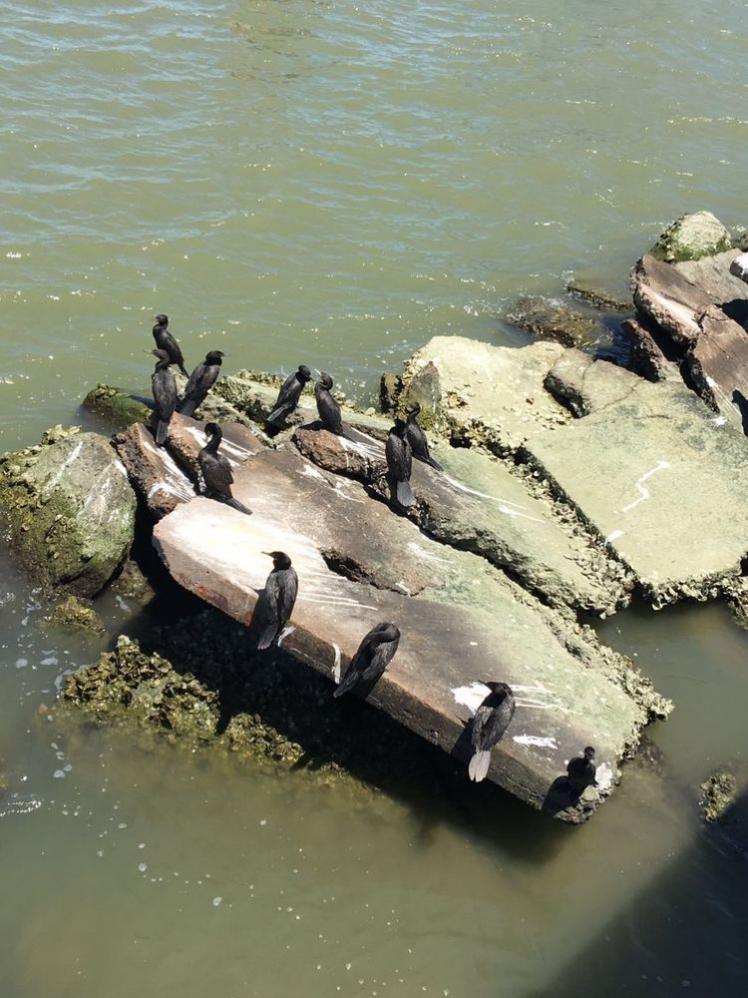 瞧這海邊礁石上：悠閑棲息的海鳥們！